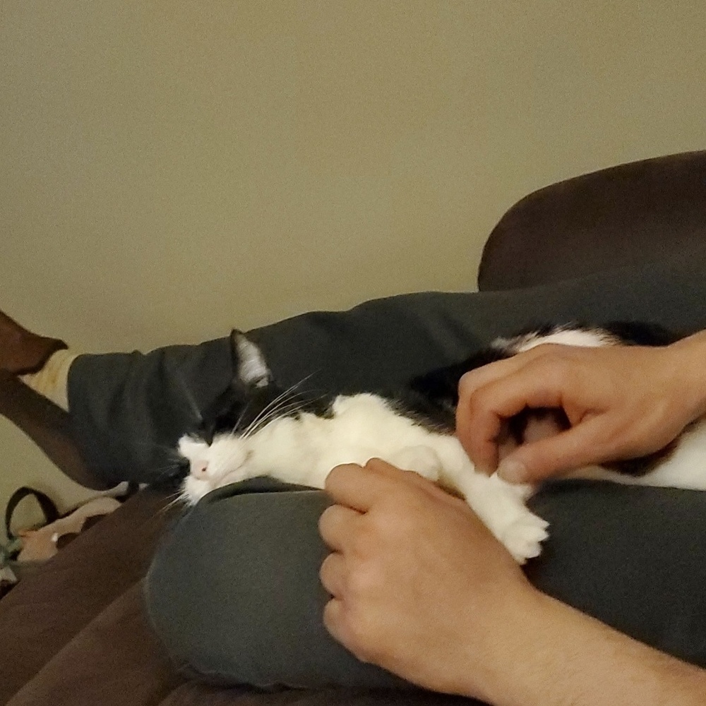 Meet your Posher, Molly